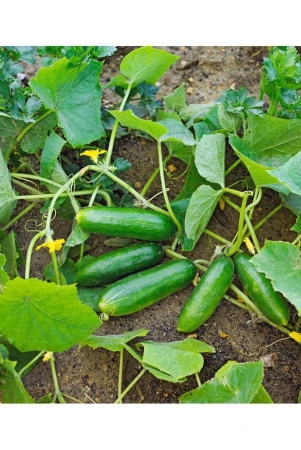 summer-veg-seeds-cucumber-seed-50-seed-your-home-kitchen-garden-on-this-summer