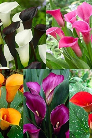 calla-lily-mix-color-flower-bulb