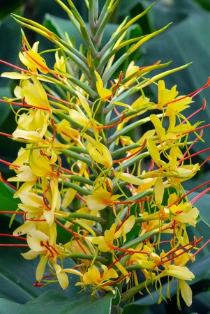 hedychium-butterfly-ginger-lily-yellow-color-flower-bulb