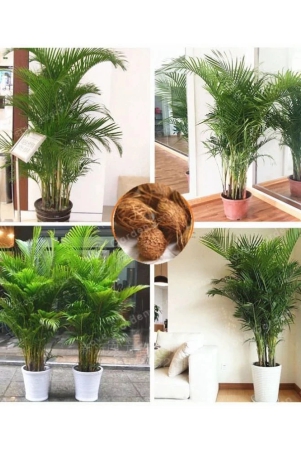 areca-palm-tree-seeds-indooroutdoor-plant