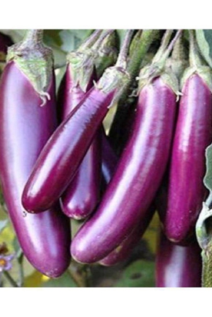 brinjal-eggplant-seeds-50-seeds