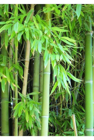 male-bamboo-seeds-for-outdoor-bamboo-seeds-garden-pack