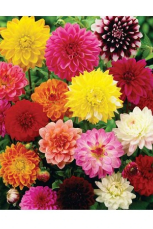 hn-organic-seed-zinnia-mixed-flower-20-seeds-