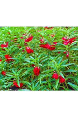 Balsam flower seeds 40 seeds