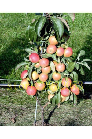 ohhsome-bonsai-suitable-fruit-seeds-apple-king-bloom-plant-for-balcony-bonsai-suitable-fruit-seeds-pack