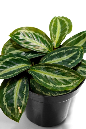 emerald-green-calathea-plant-calathea-medallion-