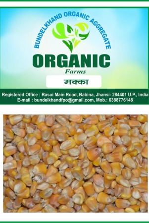 organic-maize