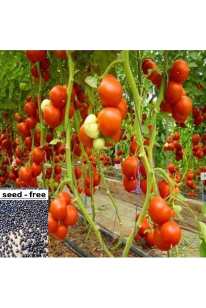 hybrid-indian-tomato-tamatar-100-seeds-pack-free-seeds