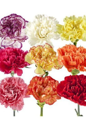 colorful-carnation-flowers-seeds-with-growing-soil