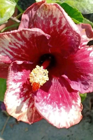 austrelian-hibiscus-plant-for-home-gardening