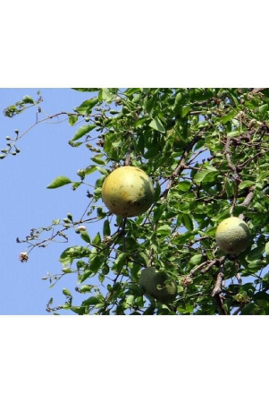 bel-patrabel-treebilva-patrabaelbel-pathar-fruit-plant-pot-20-seeds