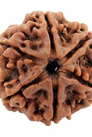 dvr-click-6-mukhi-rudraksha-bead-pack-of-1-