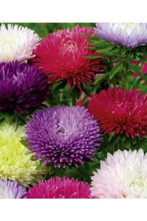 innate-flower-seeds-aster-mix-flower-best-quality-seeds-pack-of-50