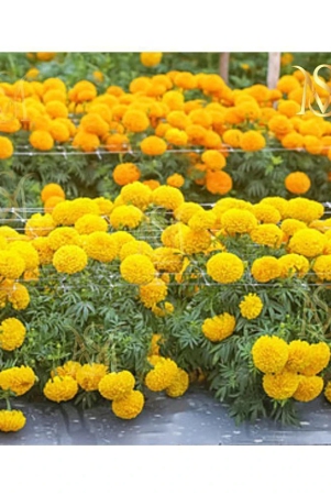 ms-marigold-seeds-mix-30-seeds