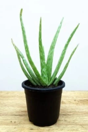 nsc-aloe-vera-live-sapling