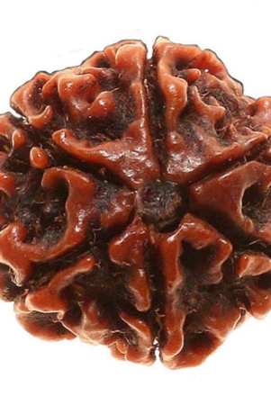 dvr-click-6-mukhi-rudraksha-bead-pack-of-1-