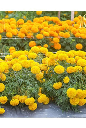 sky-star-agro-co-african-marigold-flower-50-seeds-