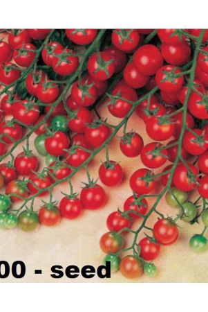 cherry-tomato-high-germination-seeds-pack-of-100-hybrid-seeds