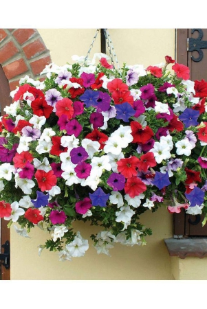 petunia-garden-mixed-flower-seeds-perennial-for-terrace-balcony-gardening-garden-plant-flower-100-seeds-with-cocopeat