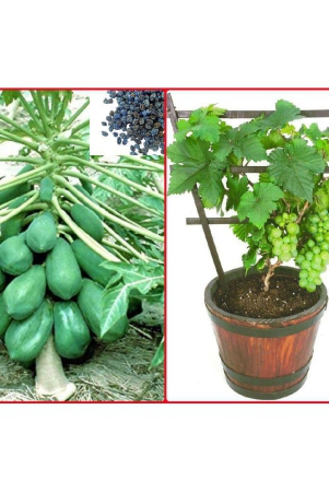 homeagro-combo-of-papaya-f1-hybrid-fruit-50-seed-and-grapes-fruit-20-seeds-