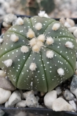 astrophytum-asteria-sand-dollar-cactus-seeds