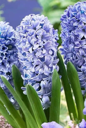 hyacinth-delfts-blauw-blue-color-flower-bulb