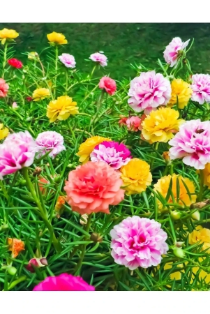 portulaca-grandiflora-double-mix-flower-seeds-pack-of-30-seeds