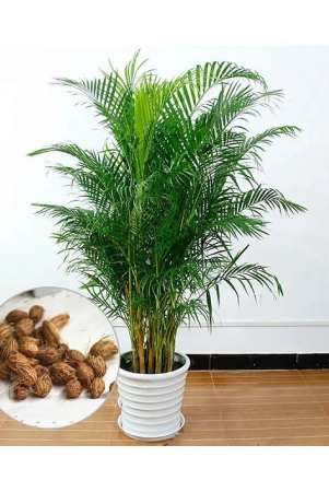 areca-palm-plant-seed-10-seed-for-home-gardeing-use-indoor-and-outdoor-with-cocoopeat-free-with-user-manual