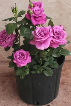 hybrid-grafted-rose-flower-plant