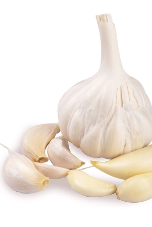 garlic