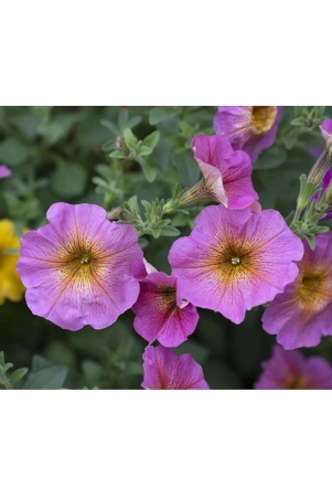 homeagro-petunia-mixed-flower-50-seeds-