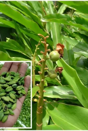 indian-elaichi-plant-for-gardeningcardamom