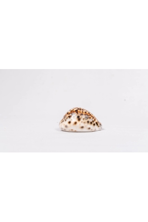 brown-and-white-spotted-seashell