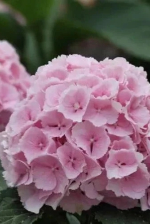 hybrid-hydrangea-plant-for-gardening