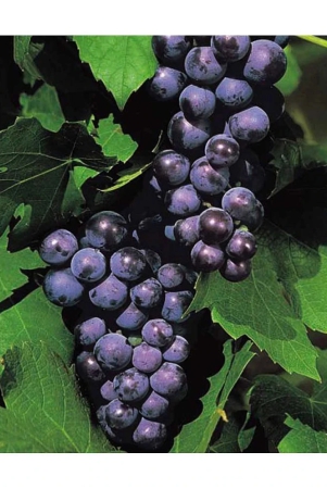 homeagro-black-grape-fruit-20-seeds-