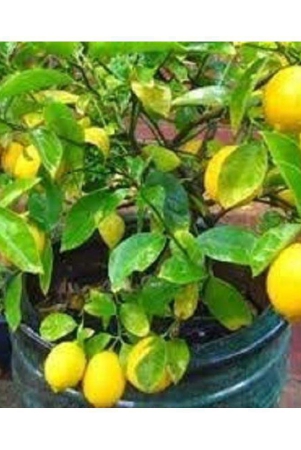 lalus-farm-20-seeds-hybrid-kagzi-lemon-dwarf-variety