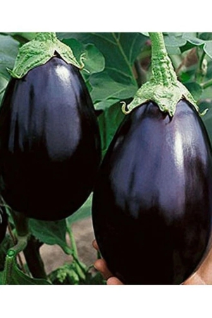 bs-seeds-gardens-black-beauty-brinjal-or-eggplant-seeds-multicolour-pack-of-100