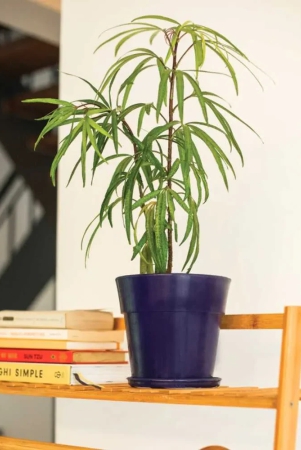 plastic-planter-pot-with-round-band-with-tray-blue