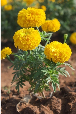 hn-organic-seed-marigold-flower-50-seeds-