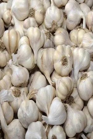 garlic-lahsun-llium-sativum-1-kg