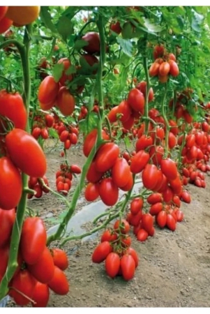 cheery-climbing-tomato-seeds