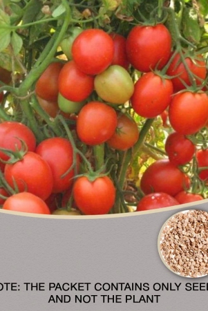 arka-rakshak-f1-hybrid-tomato-100-seeds