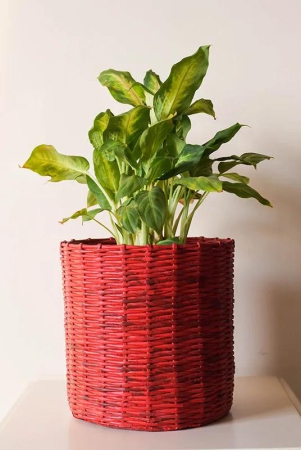 Paper Weaved Planter Red