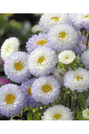 white-pulp-aster-flowers-seeds-with-growing-soil