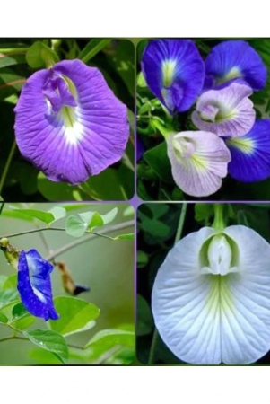 shankhpushpi-aparajitha-sangu-poo-clitoria-ternatea-butterfly-pea-mixed-flower-seeds-pack-of-20-seeds