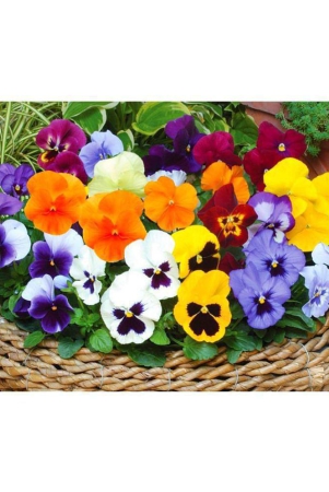 classic-green-earth-pansy-flower-100-seeds-