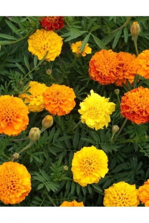 hn-organic-seed-marigold-flower-50-seeds-