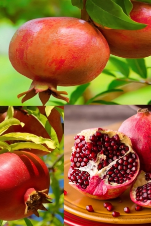 pomegranate-fruit-plant-for-homegarden