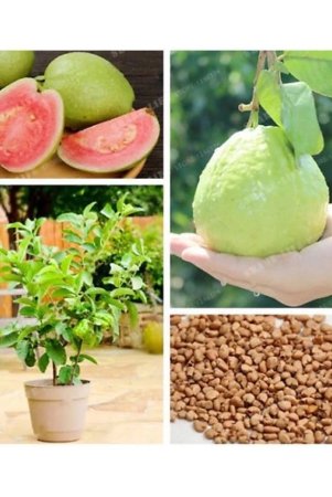 golden-hills-farm-dwarf-sweet-white-guavapsidium-guajava-fast-growing-50-seeds