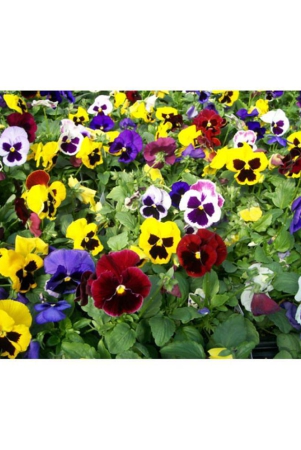 pansy-doule-full-mixed-plant-roof-garden-50-seeds-with-cocopeat